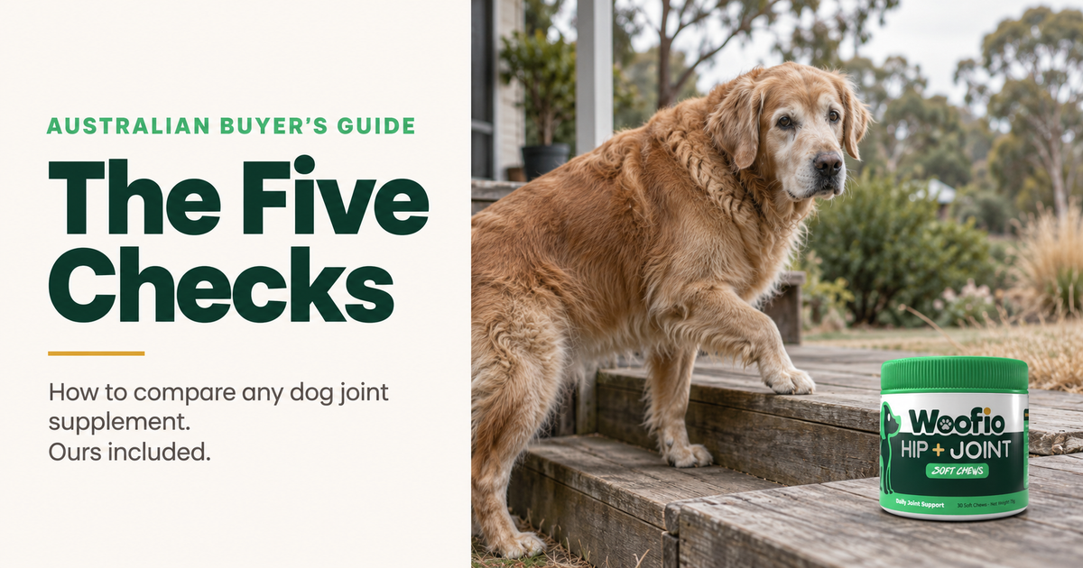 Older golden retriever pausing at timber deck steps beside a tub of Woofio Hip + Joint Soft Chews