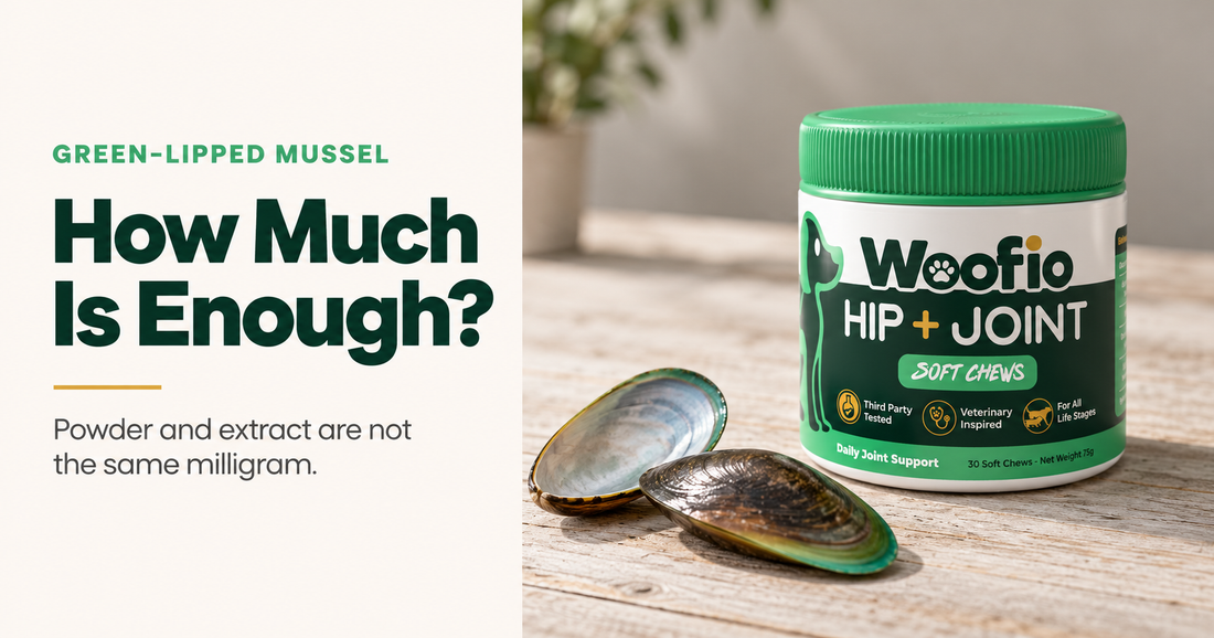 Two green-lipped mussel shells beside a tub of Woofio Hip + Joint Soft Chews on pale timber