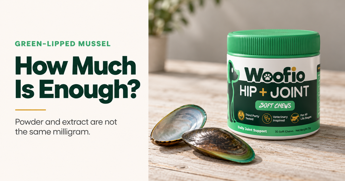 Two green-lipped mussel shells beside a tub of Woofio Hip + Joint Soft Chews on pale timber