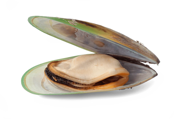 Green-Lipped Mussels